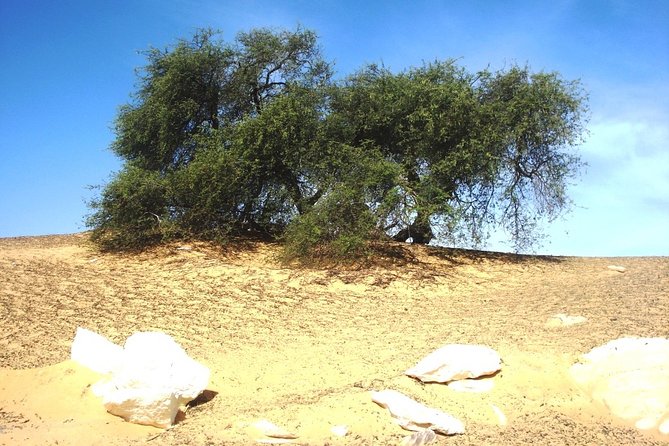 2 Days 1 Night White Desert From Cairo ( private ) - Bahariya Oasis guide stop: lunch in the oasis, then off-road time