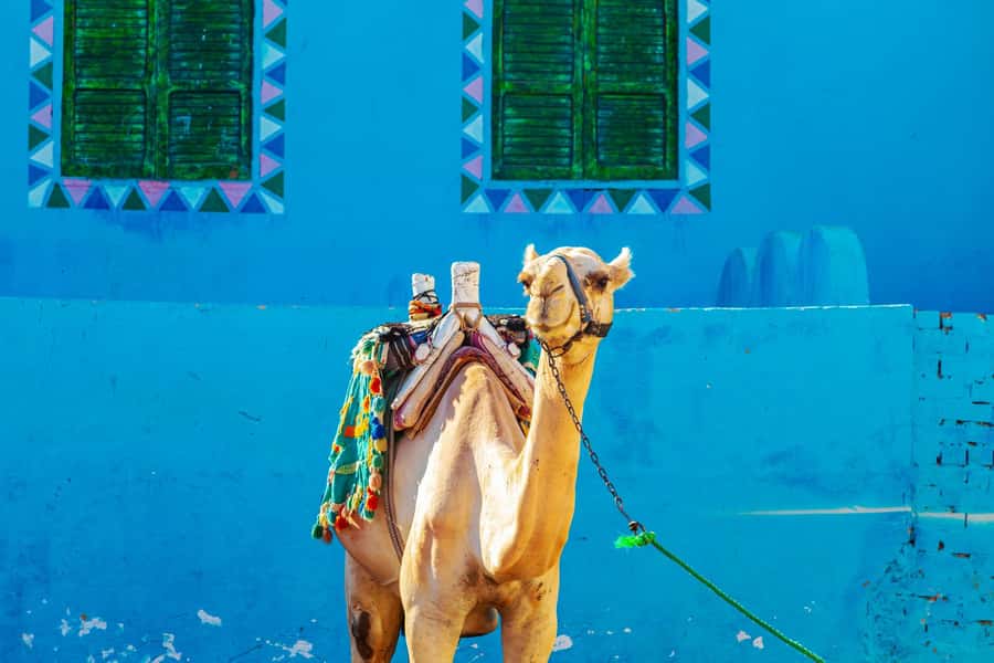 Aswan: Nubian Village Day Trip with Camel Ride - Nubian Village, Aswan style: a short trip with big visual payoff