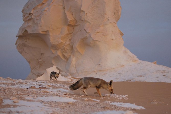 Black and White Desert and Bahariya Oasis Tour 2 Days 1 Night - 07:00 pickup in Cairo and how the transport is set up