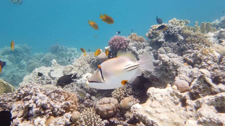 Cairo: Ain Sokhna Snorkeling cruise & optional transfer - Lunch Onboard: Buffet Food That Actually Feels Practical