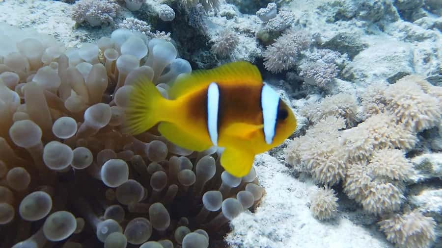 Cairo: Ain Sokhna Snorkeling cruise & optional transfer - Price and Value: What $52 Gets You in Real Terms