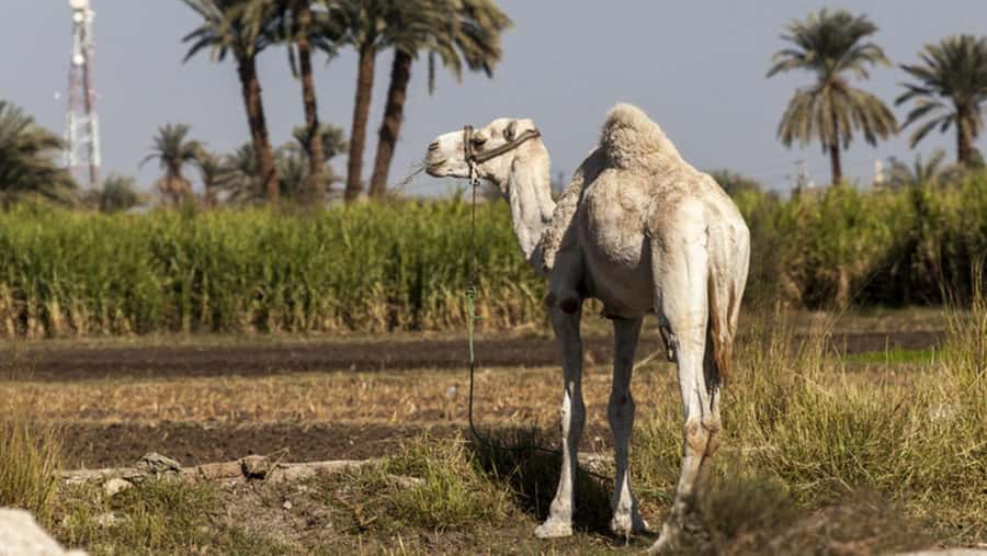 Cairo: Fayoum, Wadi El Rayan, and Wadi al Hitan 4x4 Tour - Who this tour suits, and who should skip it