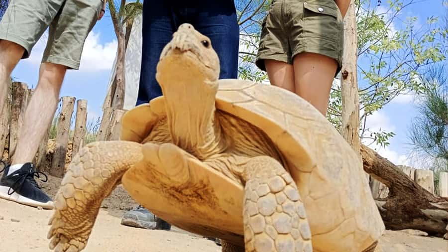 Cairo: Guided Day Trip to Africa Safari Park with Lunch - Lunch at Zambezi: African grills on the river banks