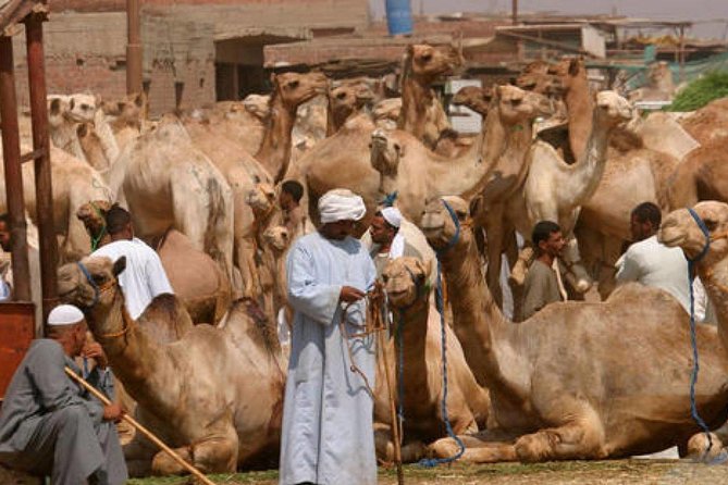 Cairo Unusual Day Tour Visit Camel Market in Birqash - Timing and logistics: the 7:00 am plan that saves your day