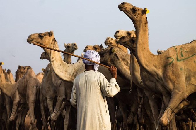 Cairo Unusual Day Tour Visit Camel Market in Birqash - A note on animal welfare: how to handle this respectfully