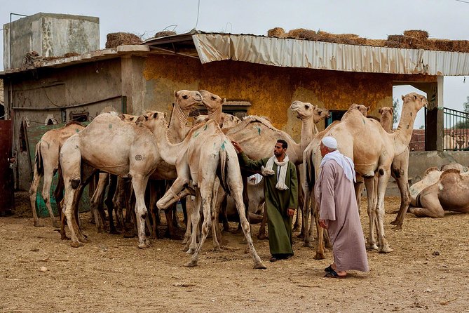 Cairo Unusual Day Tour Visit Camel Market in Birqash - What happens at Souq al-Gamaal: camels, auctions, and constant bargaining