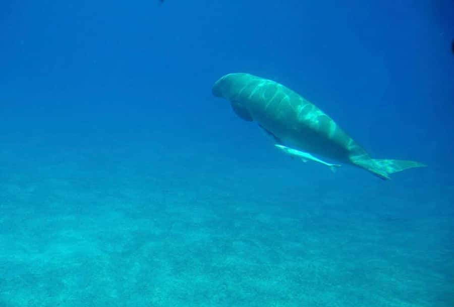 Dahab: luxury Snorkeling cruise with buffet lunch - What to bring so the day feels easy
