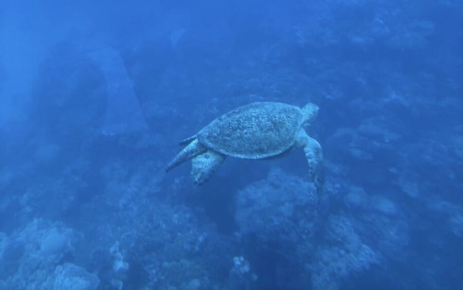 Dahab: Royal seascope Semi-Submarine Cruise - What you’ll see through the glass (and what you likely won’t)