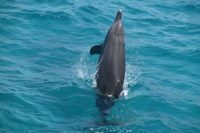 Dolphin House and Banana Boat Fun from Hurghada - Price and value: what $45 really covers, plus the $5 park tax