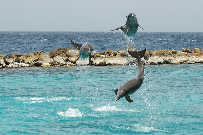 Dolphin House By Private Speed Boat & Drinks & Transfer-Hurghada - Snorkeling on the Red Sea, gear included for a reason