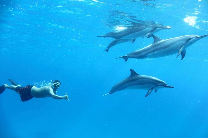 Dolphin House By Private Speed Boat & Drinks & Transfer-Hurghada - Food, drinks, and the onboard vibe that shapes your day