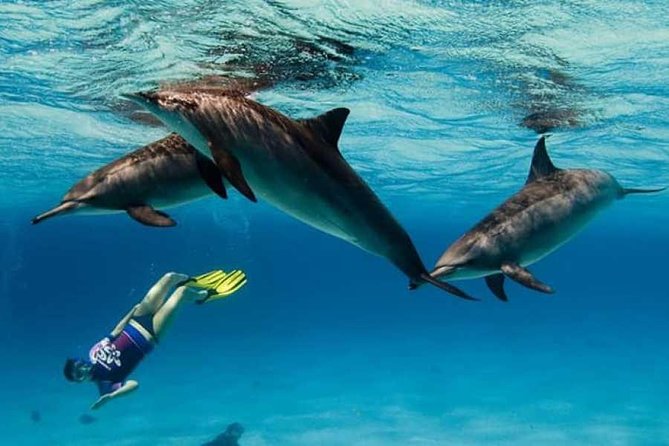 Dolphin House By Private Speed Boat & Drinks & Transfer-Hurghada - Pickup, start time, and how to keep it stress-free