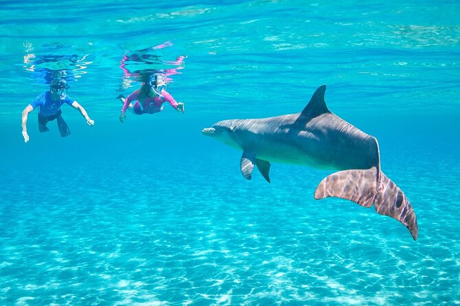 Dolphin House By Private Speed Boat & Drinks & Transfer-Hurghada - The reality check: possible drawbacks and how to plan around them