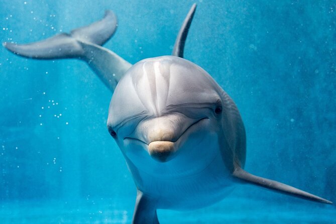 Dolphin House By Private Speed Boat & Drinks & Transfer-Hurghada - The dolphin swim at Dolphin House, what you can realistically expect