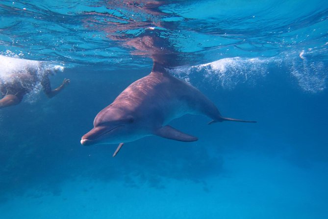 Dolphin House Royal Sea Trip Water Sports W/Transfer - HURGHADA - The 8-hour Red Sea plan, starting right at 8:00