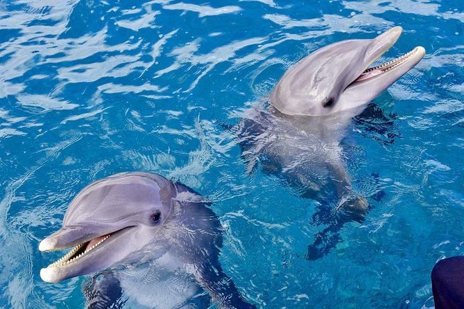 Dolphin House Royal Sea Trip Water Sports W/Transfer - HURGHADA - Dolphins at Dolphin House: sightings happen, but swimming is conditional