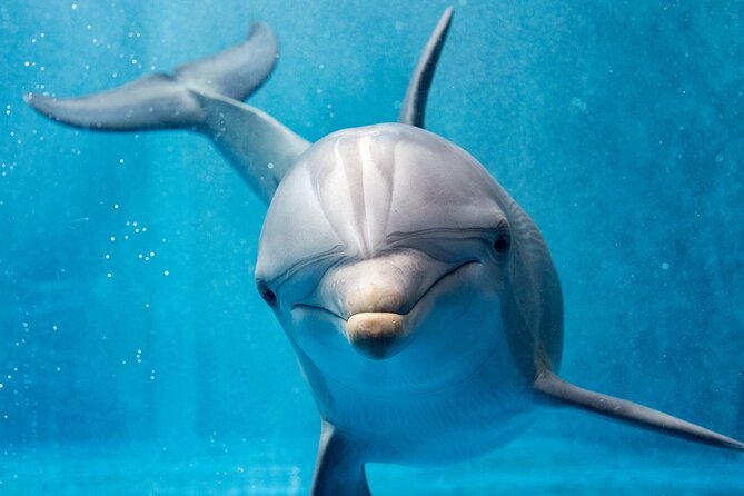 Dolphin House Royal Sea Trip Water Sports W/Transfer - HURGHADA - Lunch and drinks: good fuel, but don’t over-promise the menu