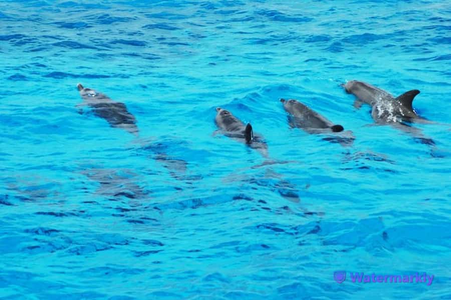 Dolphin house snorkeling trip - Key highlights at a glance
