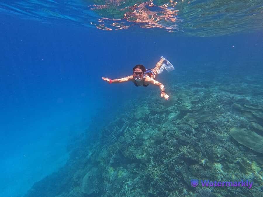 Dolphin house snorkeling trip - Dolphin House: what dolphin-spotting in the wild really means