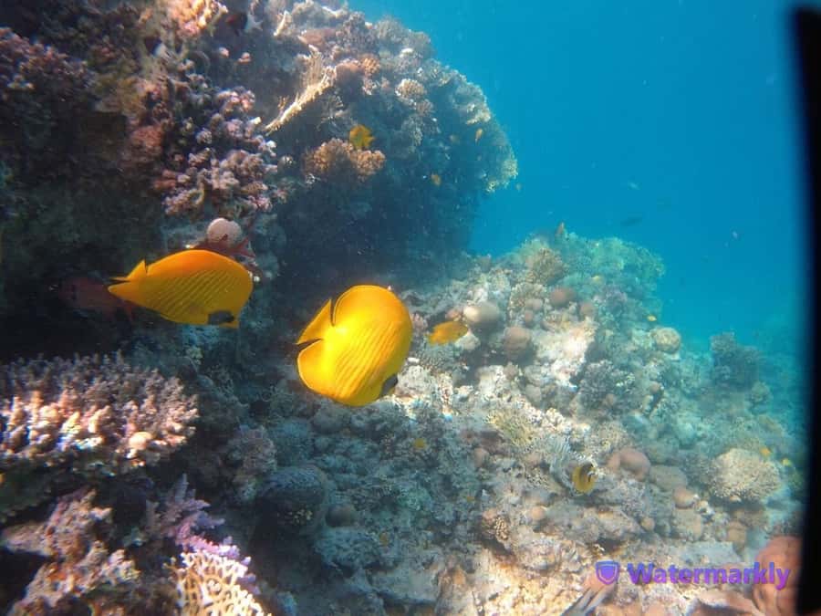 Dolphin house snorkeling trip - Snorkeling the Red Sea reef: coral views with included gear