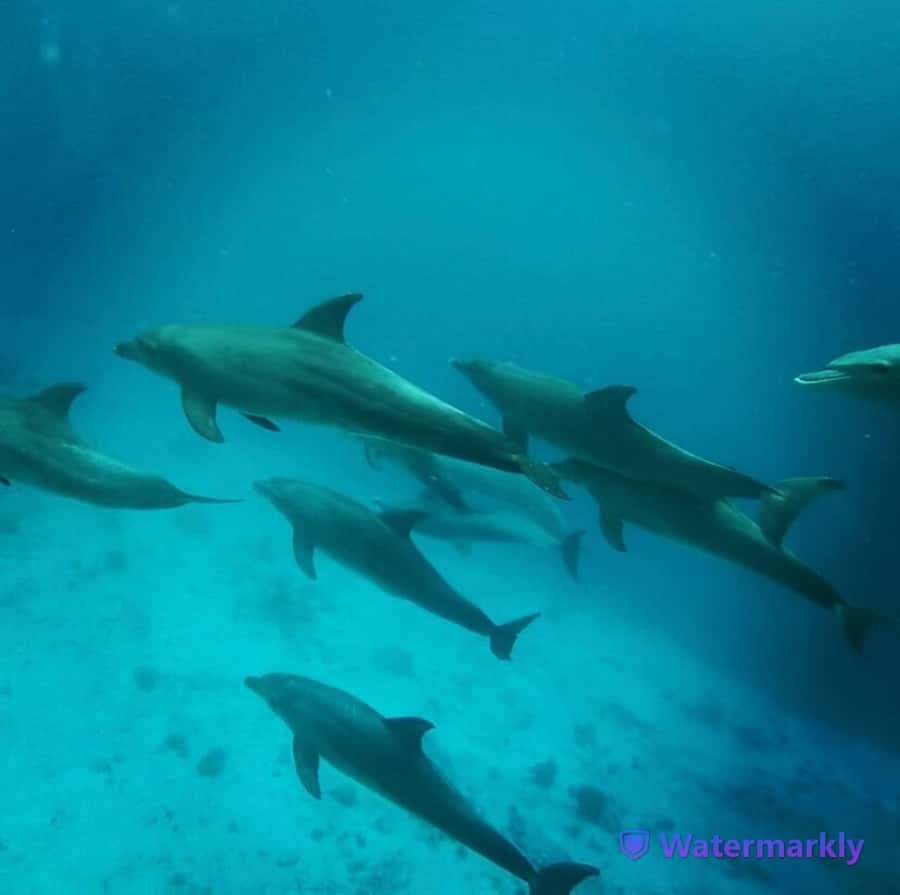 Dolphin house snorkeling trip - Photos and videos: a likely extra cost