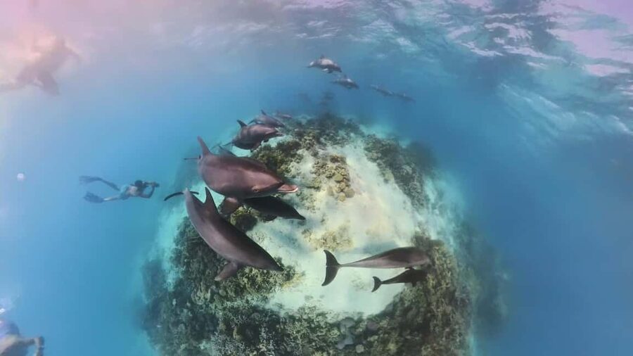 Dolphin Tour with Red Sea Fun. The Best in Hurghada - How the Dolphin Dreams Day Works From Hurghada