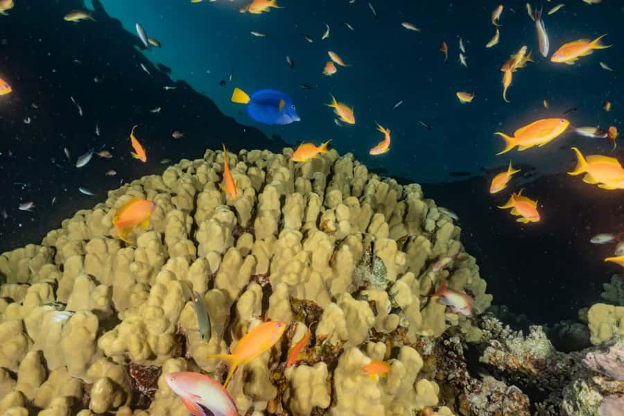 Eilat: 2-Hour Glass-Bottom Boat Tour - The full 2-hour cruise: how to make the most of your time