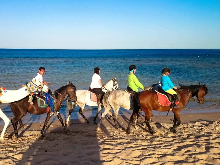 El Gouna: Desert & Sea Horse Riding With Swimming Optional - What to Pack, Plus Who Should Skip This Ride