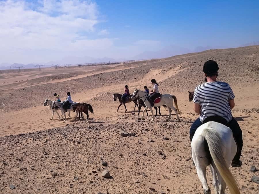 El Gouna: Desert & Sea Horse Riding With Swimming Optional - Price and What You Actually Get for Around $26 Per Person