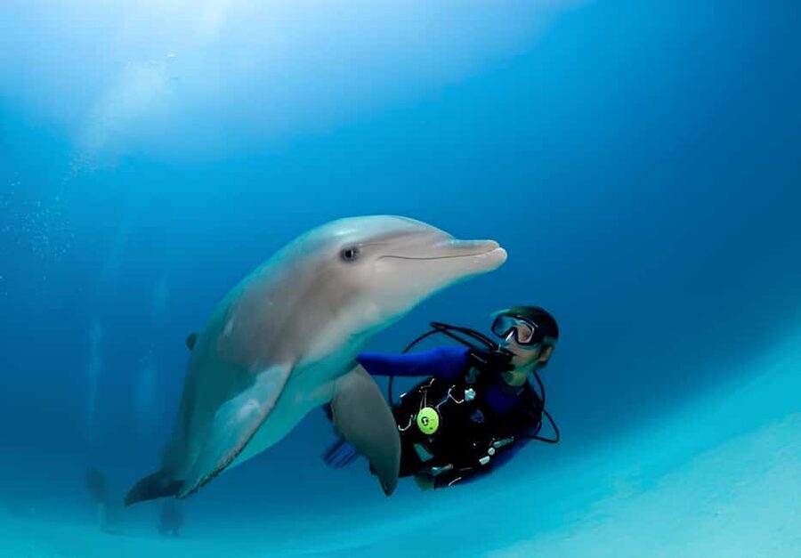El Gouna Lagoon, Diving with Dolphin, Snorkeling & Lunch - The Lagoon Town Feel Meets an Actual Red Sea Day