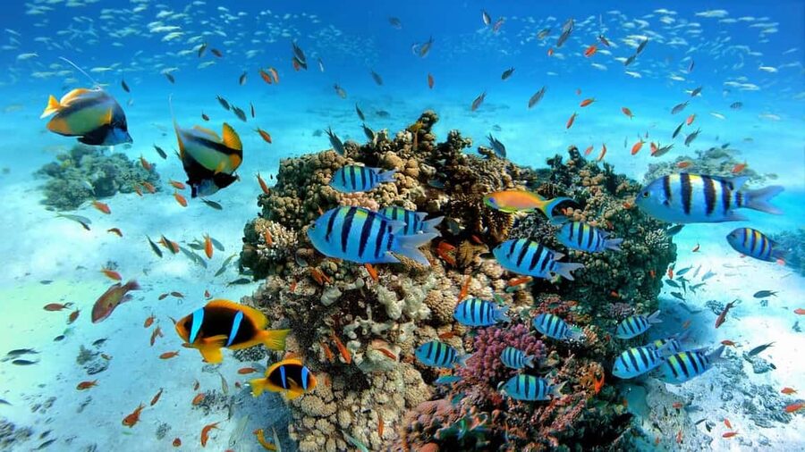 El Gouna Lagoon, Diving with Dolphin, Snorkeling & Lunch - Lunch on Board: Better Than You’d Think for $56