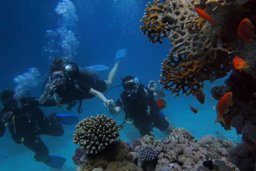 El Gouna Lagoon, Diving with Dolphin, Snorkeling & Lunch - Pickup, Timing, and Languages: How to Reduce Day-Of Stress