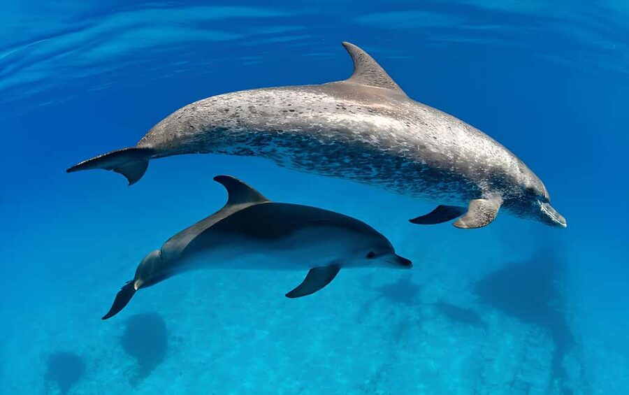 El Gouna Lagoon, Diving with Dolphin, Snorkeling & Lunch - SCUBA Option with a PADI Instructor