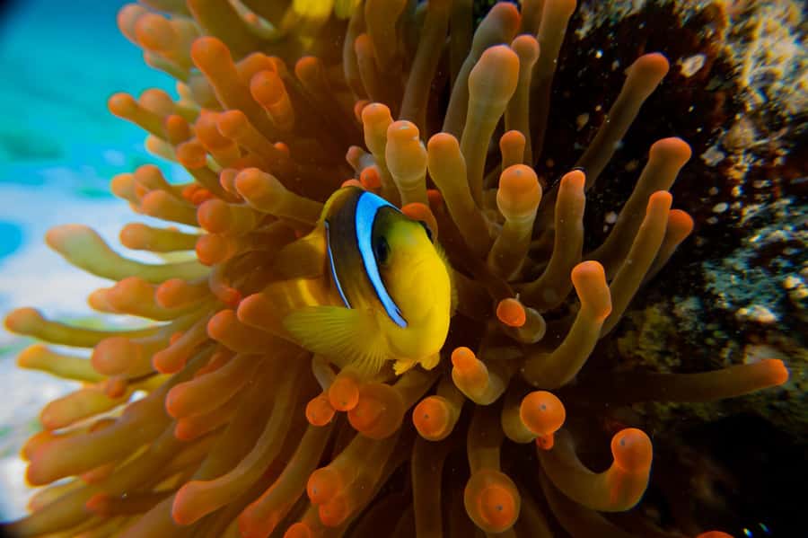 El Gouna: Red Sea Snorkeling Adventure with Transfers - Timing, Transfers, and Why the Group Size Feels Comfortable