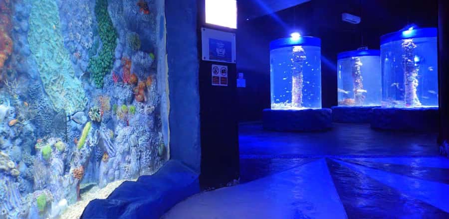 Entry Ticket: Grand Aquarium Hurgada - Rainforest Exhibit: Birds and Reptiles for a Change of Pace