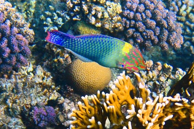 Excursion to the White Island & Ras Mohammed National Park from Sharm El Sheikh - From Sharm El Sheikh to the Port: pickup that really helps