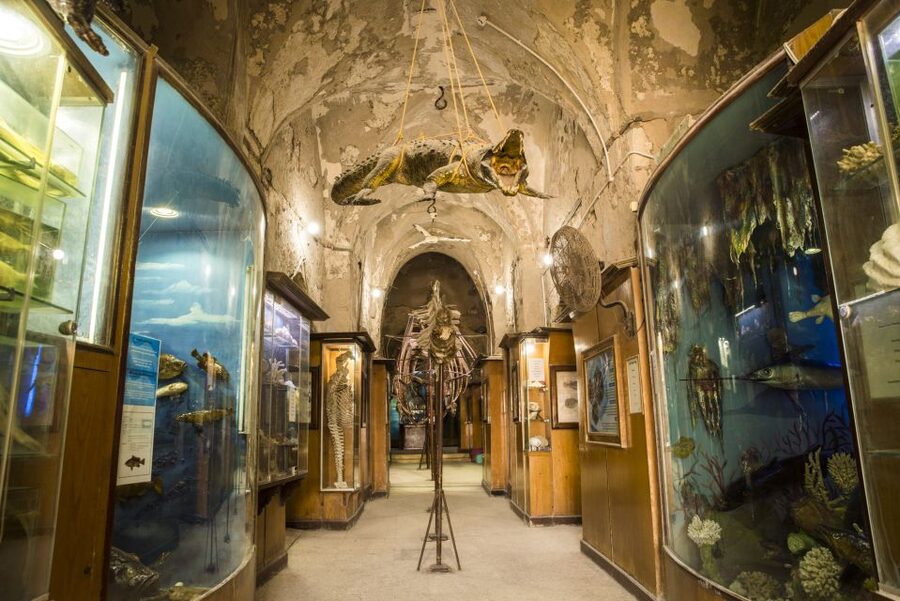 From Alexandria: Full-Day Guided Tour of Historical Sights - Who this tour fits best, and who should skip it