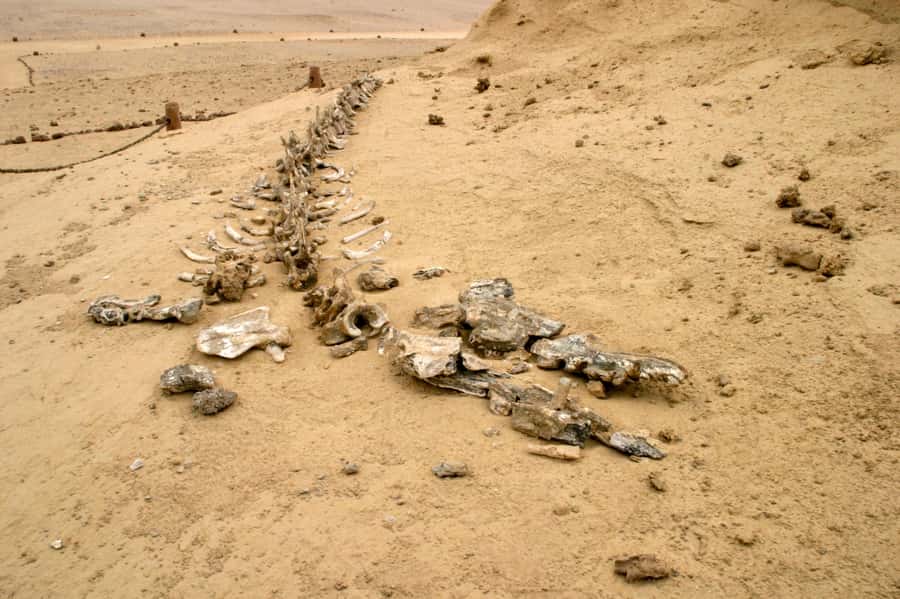 From Cairo: El Fayoum Private Day Trip with Lunch - Price and logistics: what you actually get for $245 per person