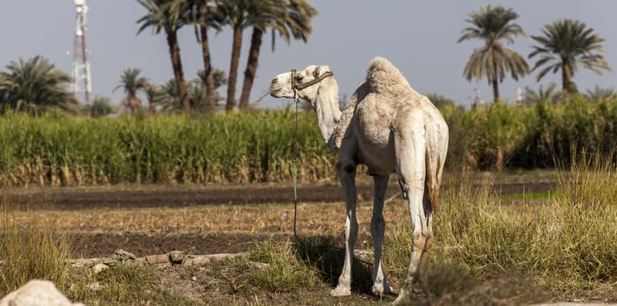 From Cairo: Fayoum Oasis and Wadi Al Rayan Guided Tour - Two Ancient Stops, One Big Takeaway: What the Ruins Add