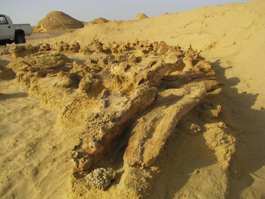 From Cairo: Full-Day Tour to El Fayoum - Lunch and the small comforts that make a long day work