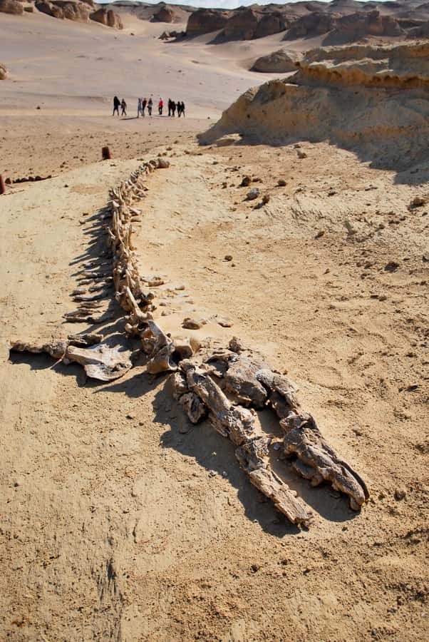 From Cairo: Full-Day Tour to El Fayoum - Medinet Madi and the Tunis-to-lakes logic