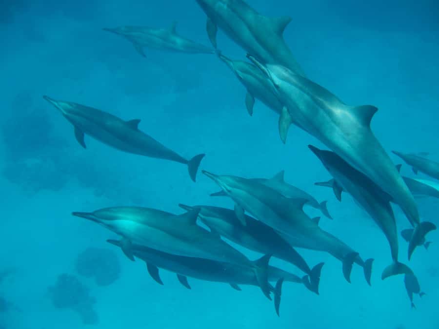 From Hurghada: Hula Hula Island Speedboat Tour with Dolphins - Key things to know before you go