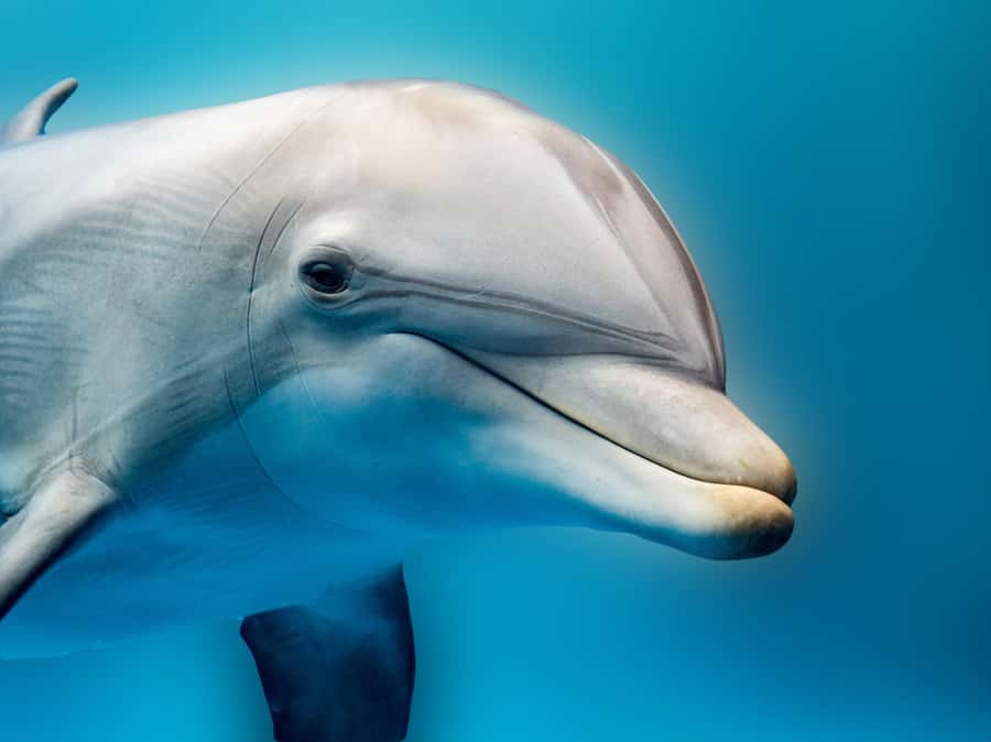 From Hurghada: Hula Hula Island Speedboat Tour with Dolphins - What you are really paying for: dolphins plus reef time