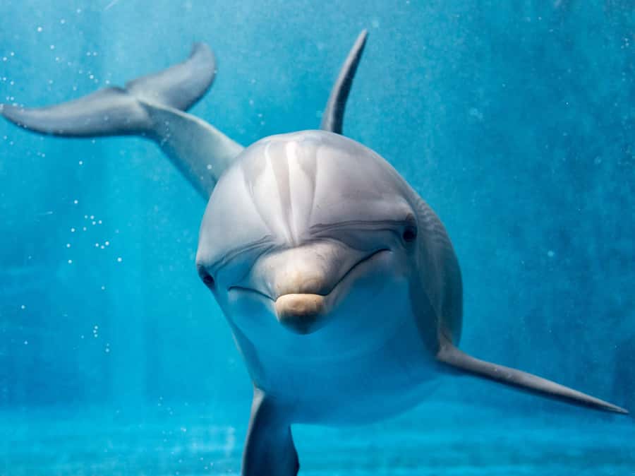From Hurghada: Hula Hula Island Speedboat Tour with Dolphins - Dolphin encounters: set your expectations, protect your peace