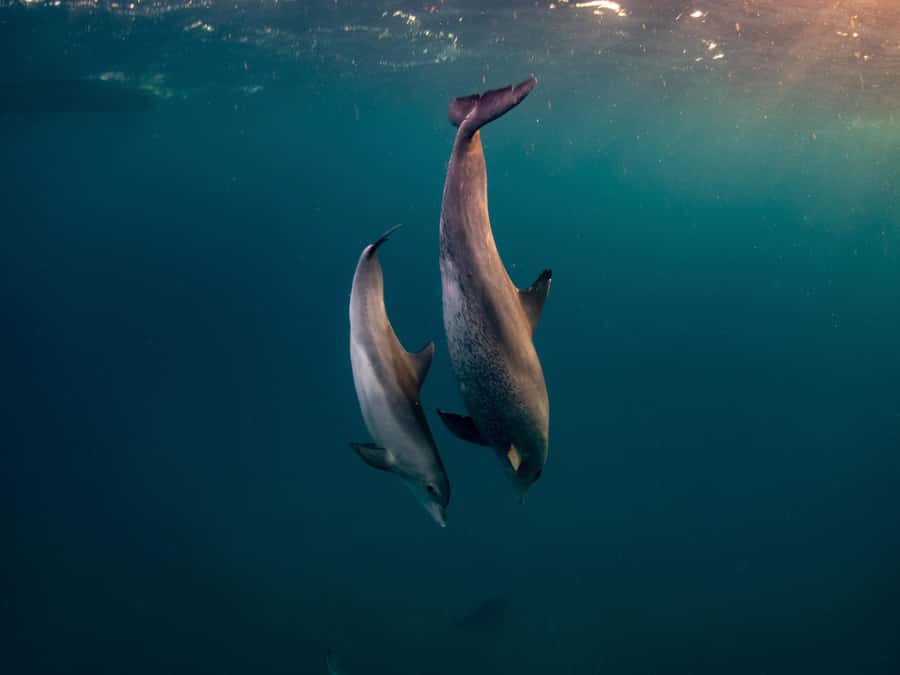 From Hurghada: Hula Hula Island Speedboat Tour with Dolphins - Hula Hula Island beach time: simple, sunny, and worth it
