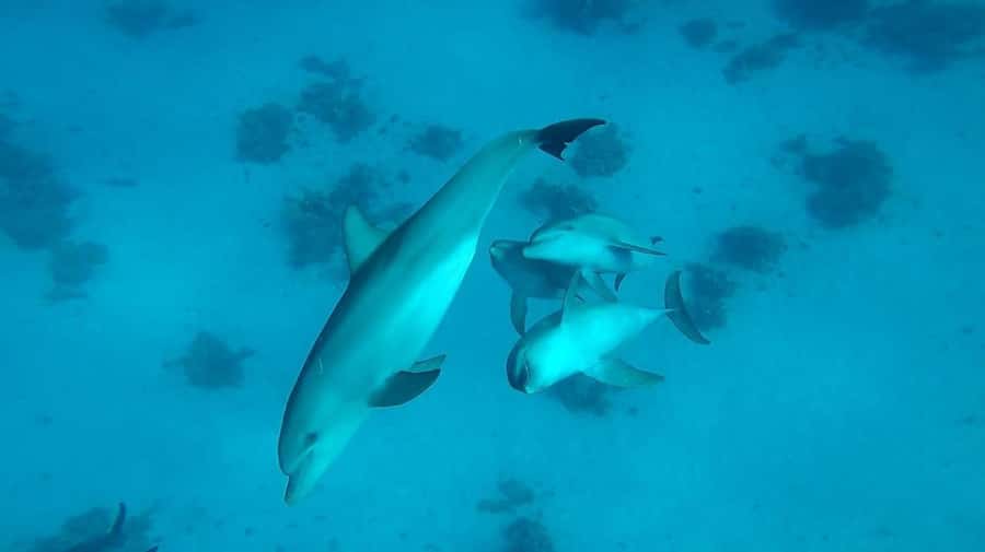 From Hurghada: Orange bay Snorkeling Cruise with Lunch - Lunch on board: buffet comfort with real ingredients