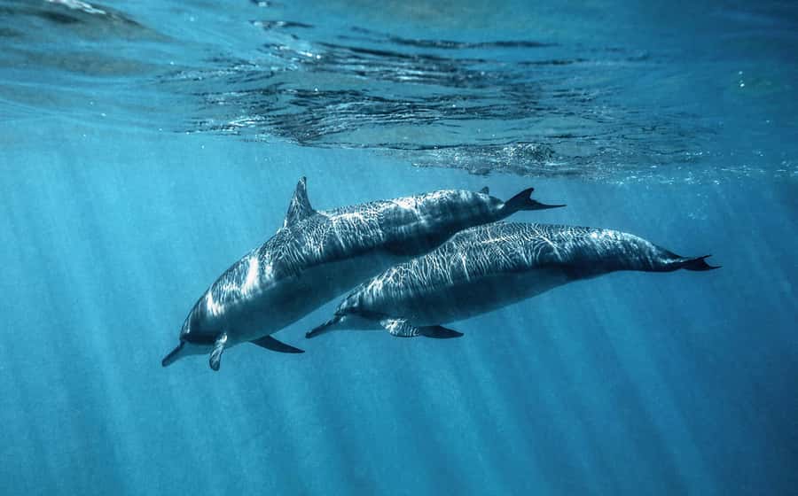 From Hurghada: Paradise Island Speedboat Tour with Dolphins - Snorkeling stops: gear included and guidance that keeps you safe