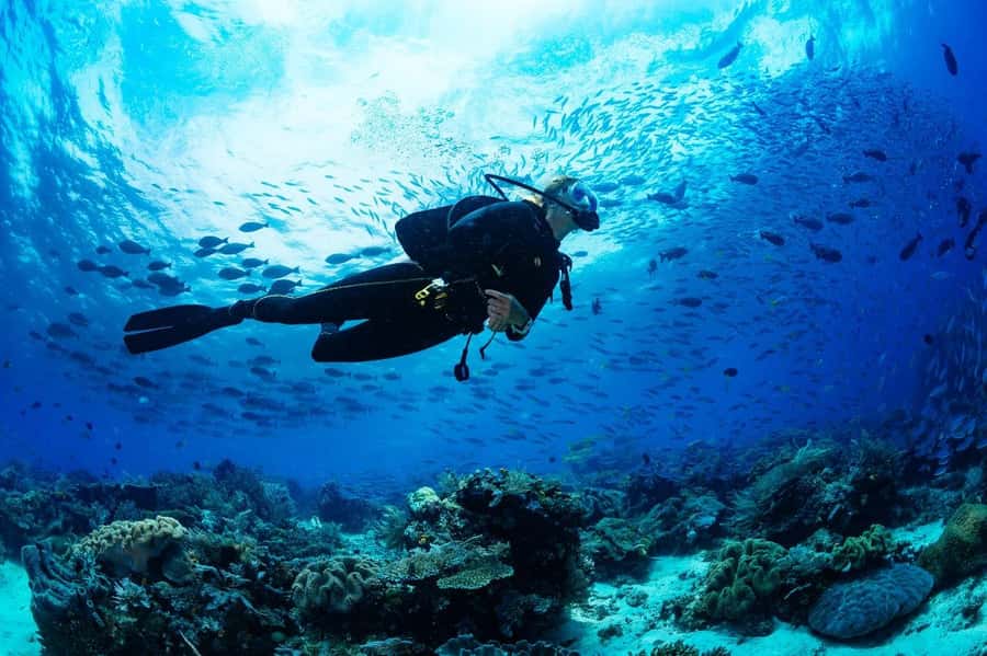 From Sharm: Luxury Diving cruise to Ras Mohammed with Lunch - Key Highlights I’d Prioritize