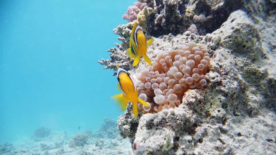 From Sharm: Luxury Diving cruise to Ras Mohammed with Lunch - Your Underwater Session Choice: Beginner vs Longer Time
