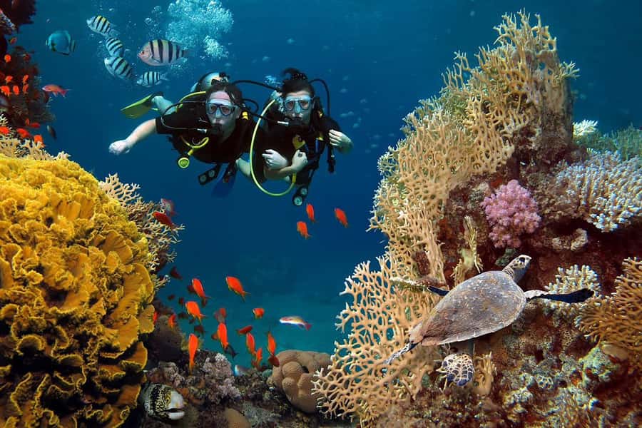 From Sharm: Luxury Diving cruise to Ras Mohammed with Lunch - First Stop: Gear-Up, Instructor Guidance, and Realistic Safety Expectations